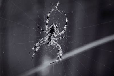 Close-up of spider on web