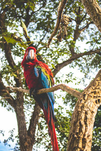 View of parrot perching on tree