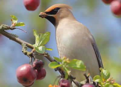 Close-up of bird on branch