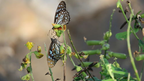 Butterfly on leaf