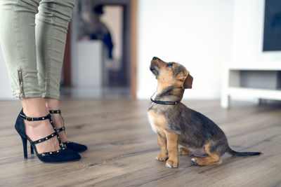 Low section of woman with dog standing on hardwood floor
