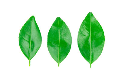 Close-up of green leaves against white background