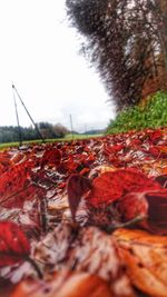 Close-up of red chili peppers in autumn leaf