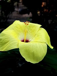 Close-up of yellow rose leaf