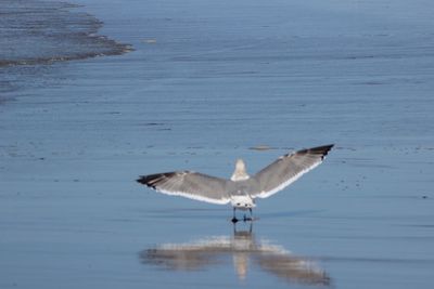 Bird flying over water