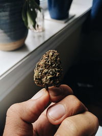 Cropped hand holding marijuana