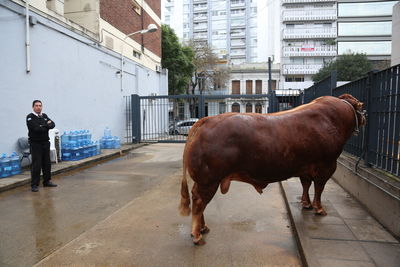 Horse standing on street against buildings