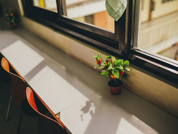 High angle view of potted plant on table by window