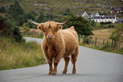 Portrait of a horse standing on road