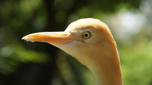 Close-up of a bird