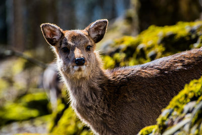 Portrait of deer in forest