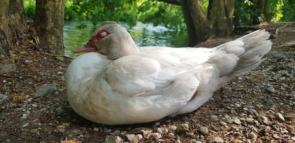 Close-up of swan on rock