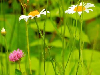 Close-up of flowers blooming in field