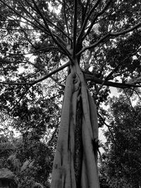 Low angle view of tree against sky