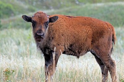 Young american bison standing on grassy field