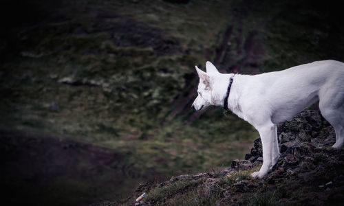 Side view of a dog looking far away on a mountain side