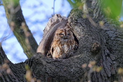 Close-up of bird perching on tree trunk