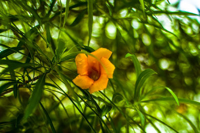 Close-up of flower tree