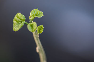 Close-up of plant growing outdoors