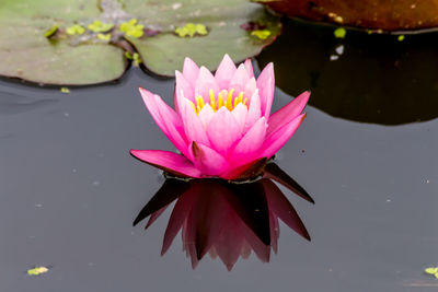 Close-up of pink water lily in lake