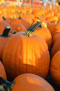 Close-up of pumpkins for sale at market stall