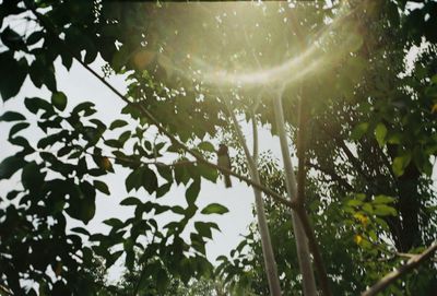 Low angle view of raindrops on tree against sky
