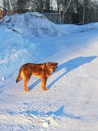 View of dog on snow covered land