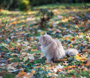 Tabby cat sitting in the yard pet enjoying being outside cute cat relaxing outdoor siberian race