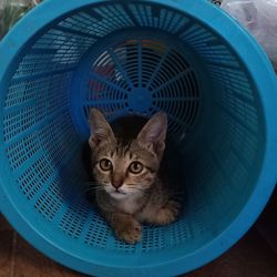 High angle portrait of cat in basket