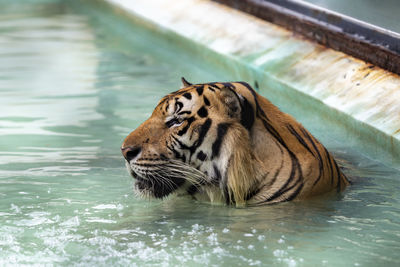 Picture of a tiger's head facing to the left while soaking in water, thinking about it. 