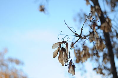 Low angle view of tree against sky