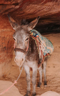 Close-up of a horse