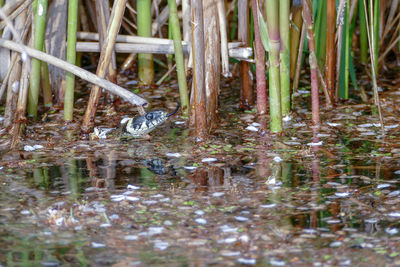 View of duck swimming in lake