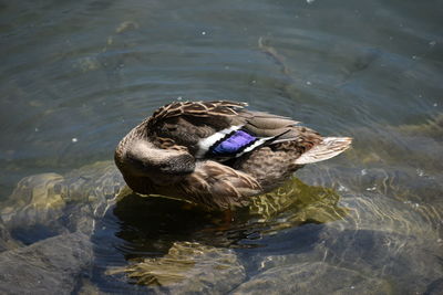 High angle view of duck swimming in lake