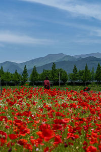 Scenic view of sunflower field against sky