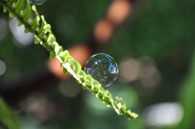 Close-up of water drops on plant