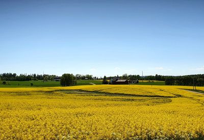 Scenic view of field against clear sky