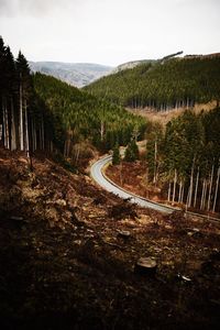 Scenic view of road amidst trees in forest against sky