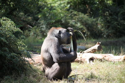 Gorilla sitting on land in forest and eat 