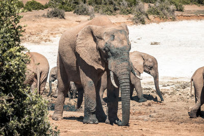 Elephant in a farm