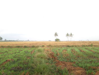 Scenic view of field against clear sky