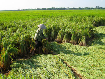 Scenic view of agricultural field