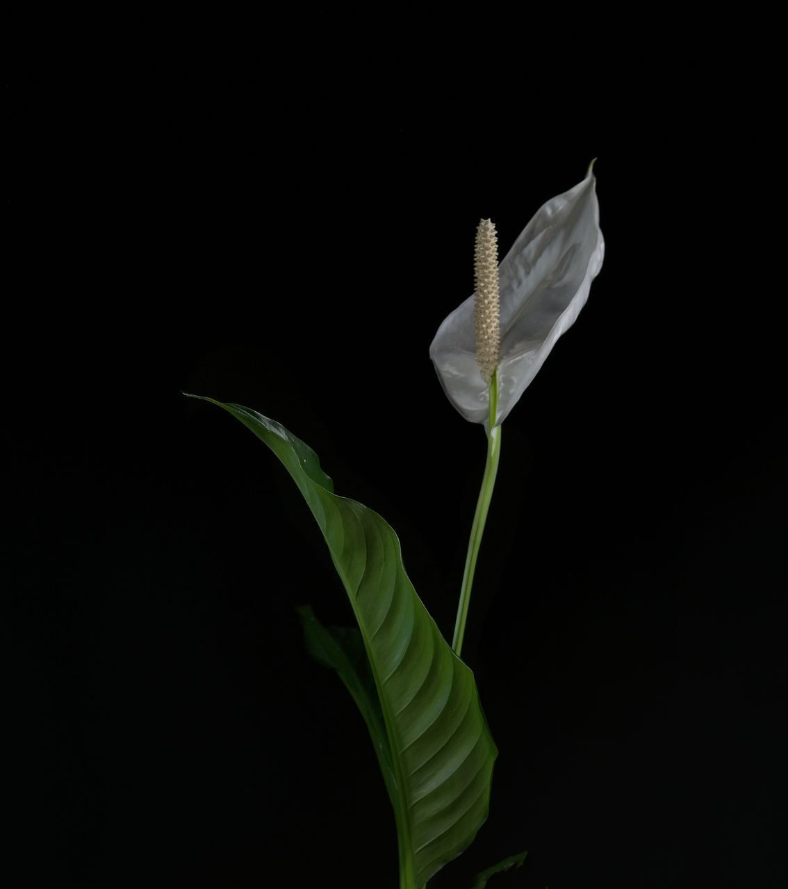 CLOSE-UP OF PLANT AGAINST BLACK BACKGROUND