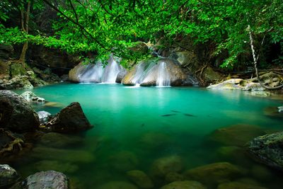 Scenic view of waterfall in forest