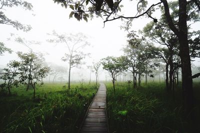 Footpath amidst trees against sky
