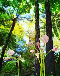 Close-up of flowering plant against trees