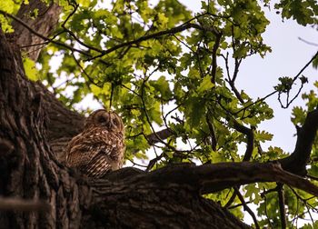 Low angle view of eagle on tree