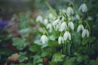 Close-up of white flowers blooming outdoors