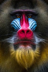 Close-up portrait of multi colored face