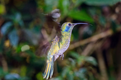 Close-up of bird on plant